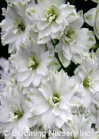 Delphinium New Millennium 'Double Innocence'